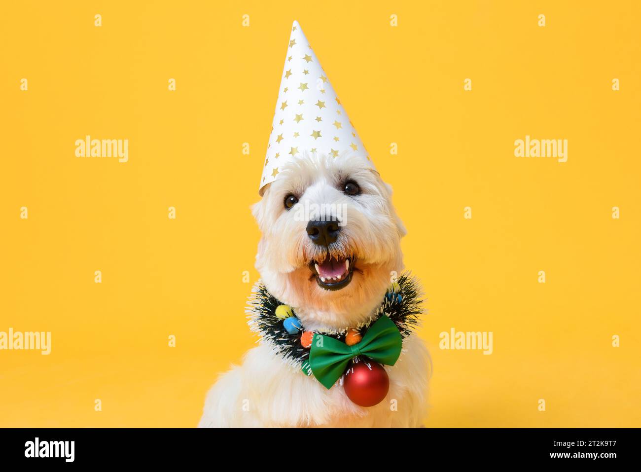 Cute fancy Christmas Westie Terrier dog isolated in yellow color studio background Stock Photo