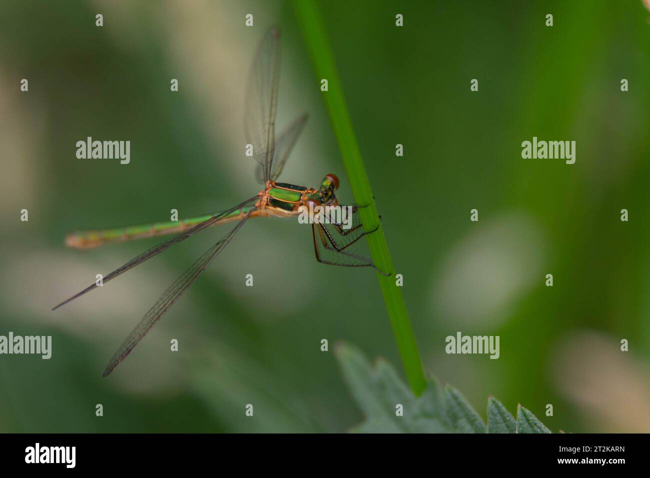 Damselfly hanging on a blade of grass Stock Photo - Alamy