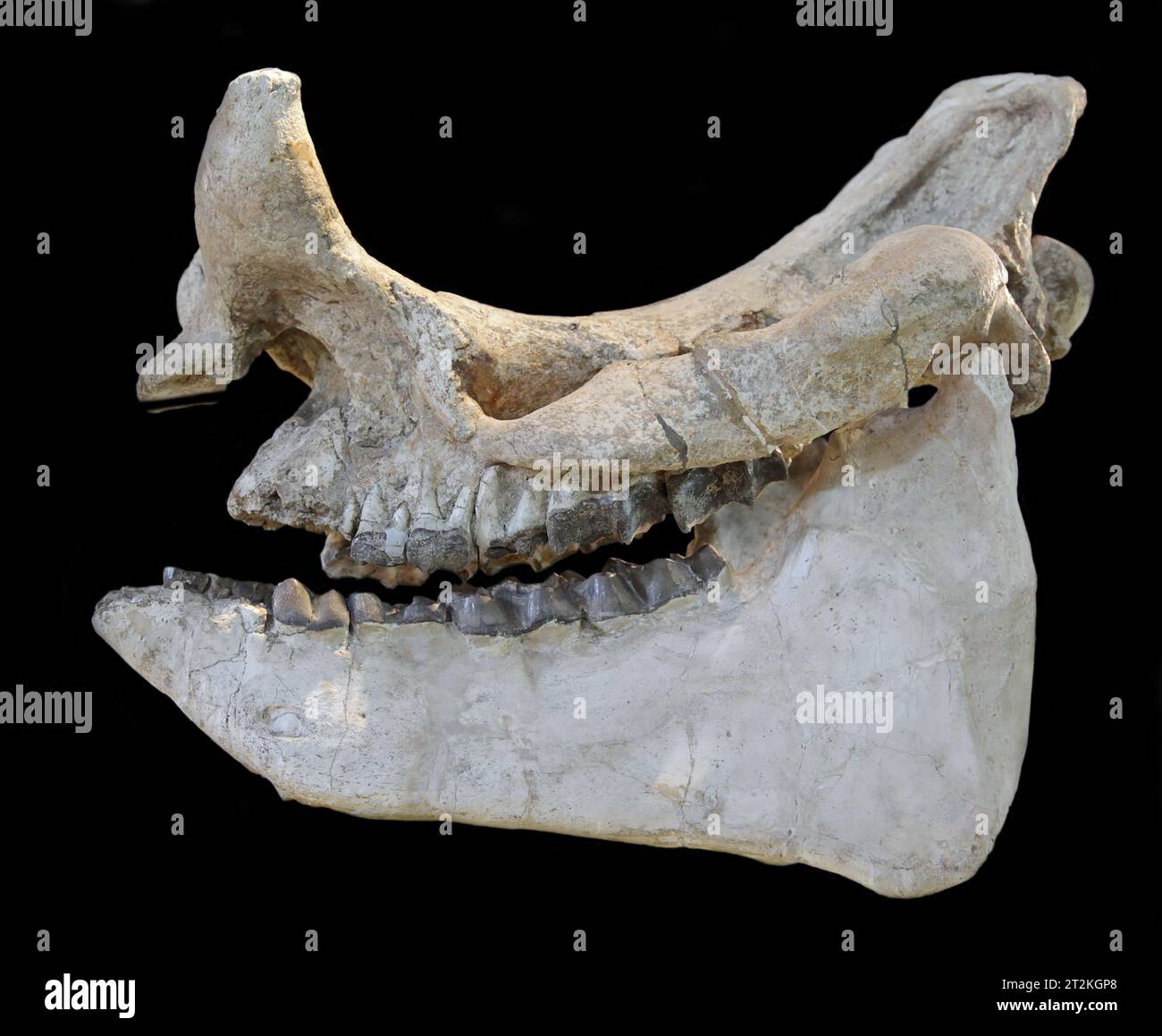 Odd-toed ungulate skull fossil.Brontotherium prousti.Mammal.Dakota.United Sates.Paleogene (65-25 mya) Stock Photo