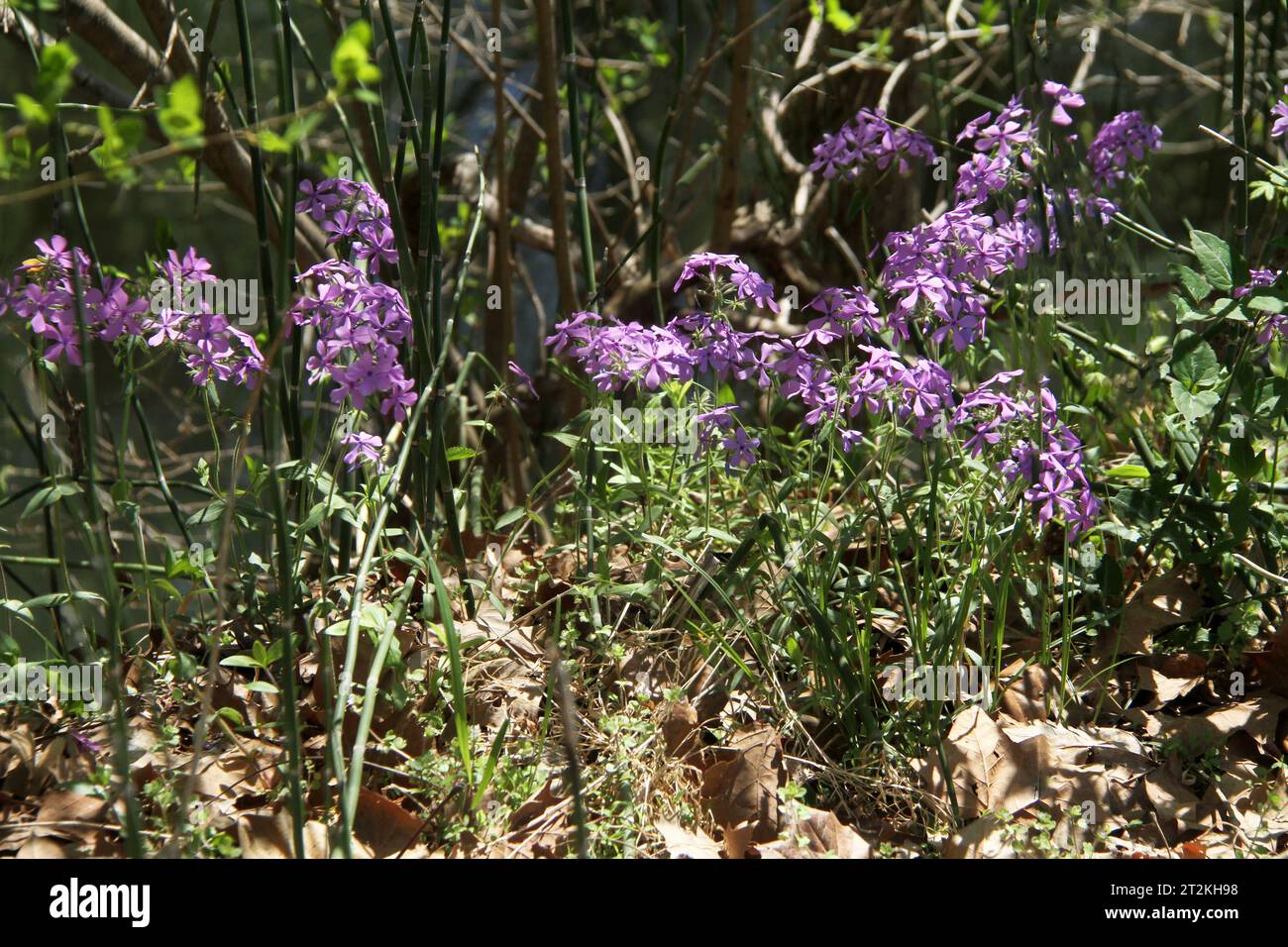 Phlox pilosa (prairie phlox) flowers in Virginia, USA Stock Photo