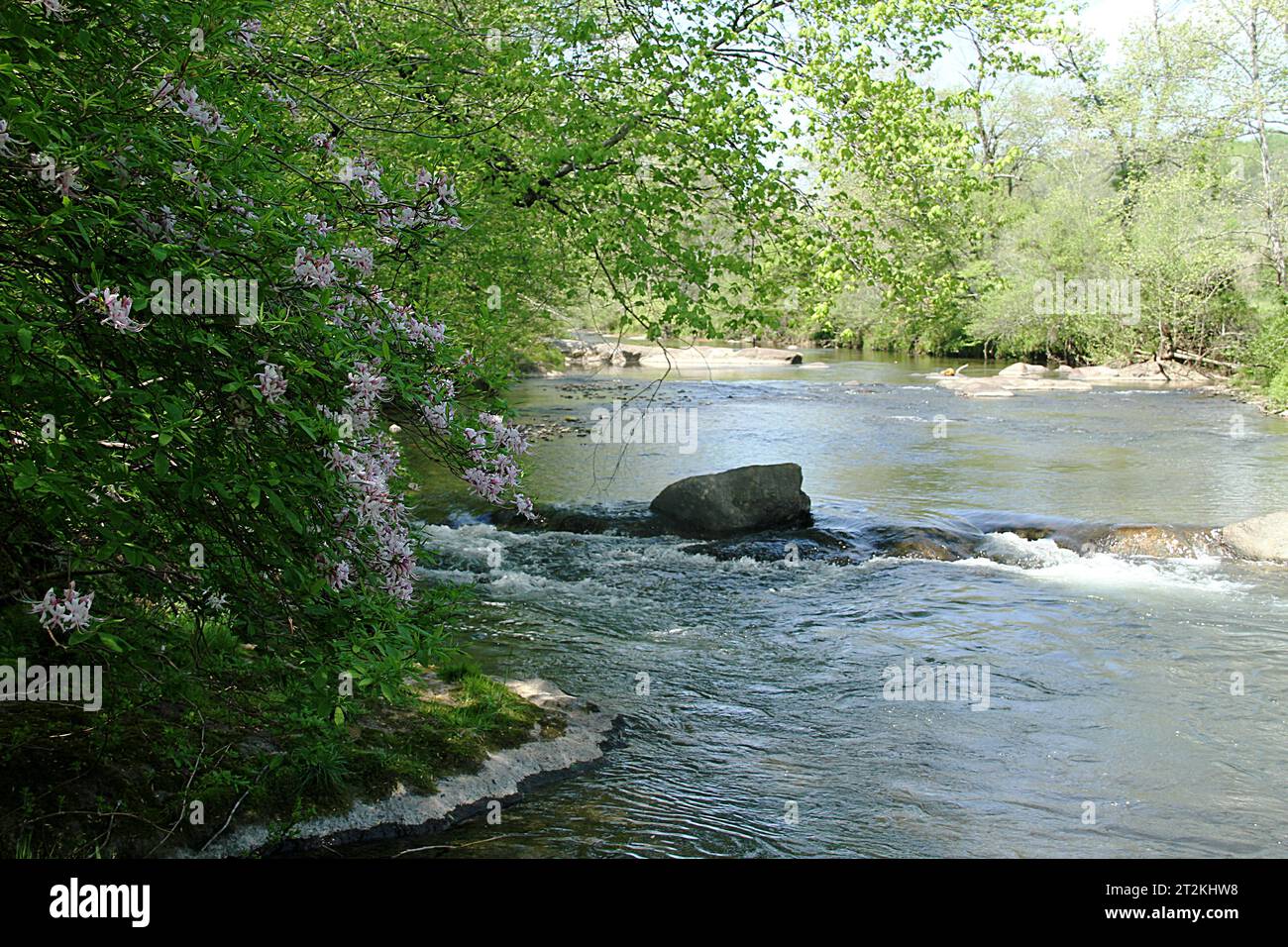 View of the Piney River in Virginia, USA, in summertime. Azalea shrub on the river bank. Stock Photo