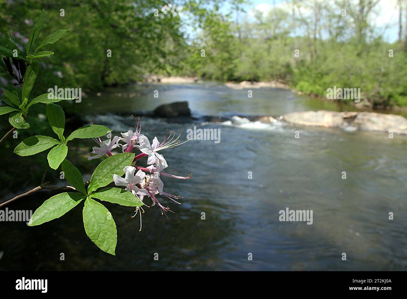 View of the Piney River in Virginia, USA, in summertime. Azalea shrub on the river bank. Stock Photo