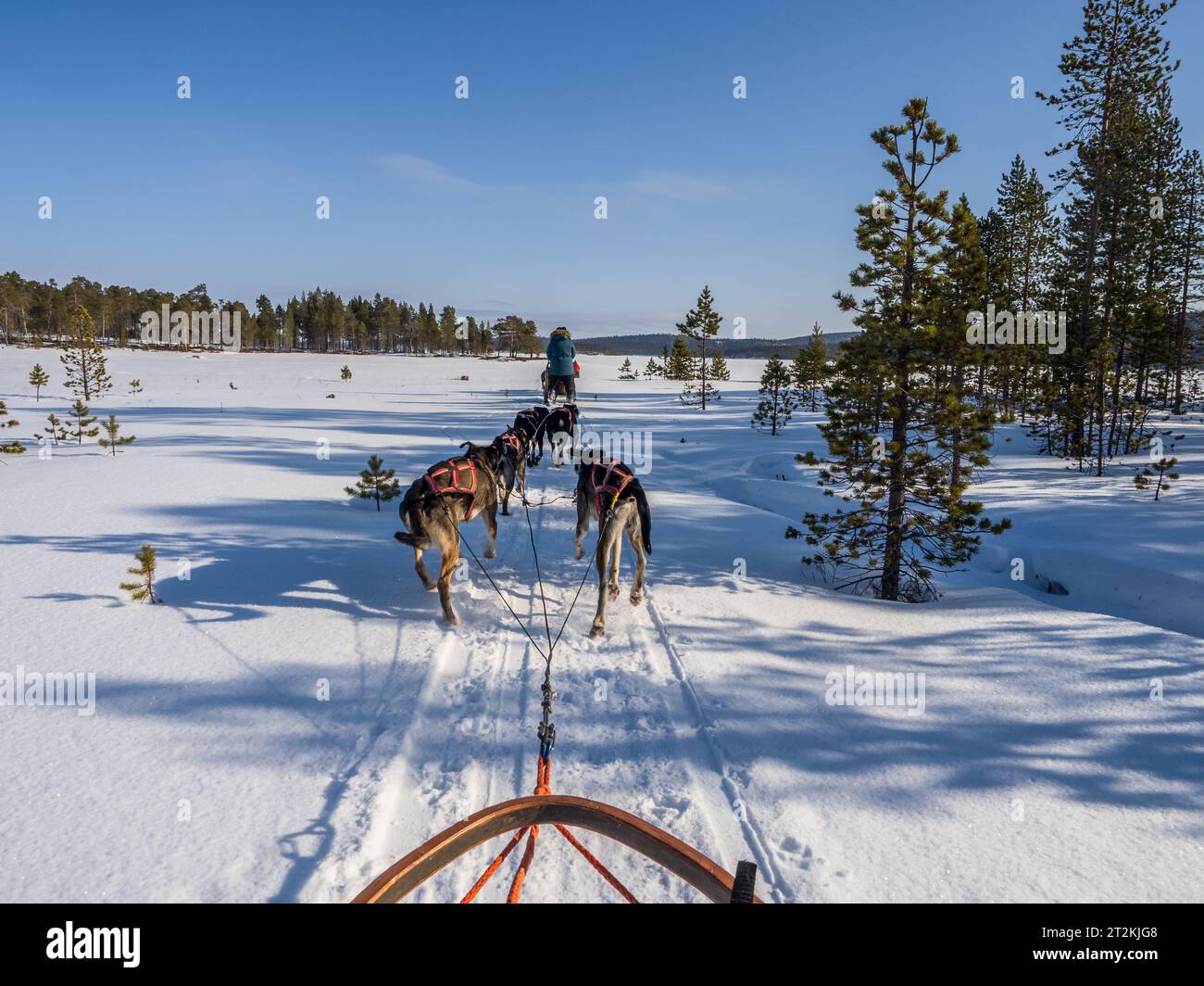 Dog sledding in a finnish forest on a sunny day Stock Photo