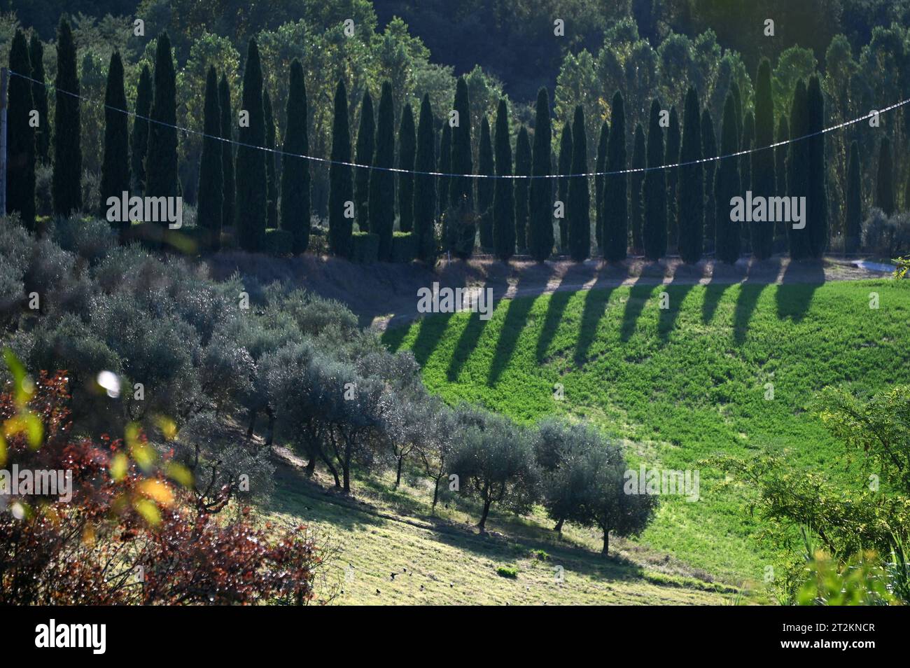 Landschaft mit Zypressen um San Gimignano, Toskana, Italien