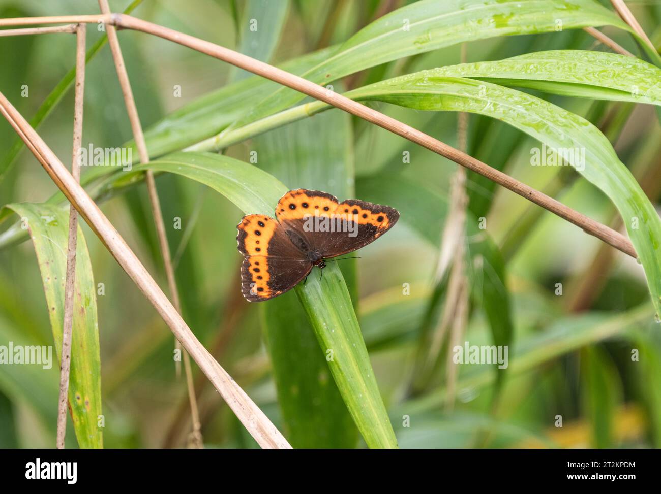 Oxeoschistus protogenia hi-res stock photography and images - Alamy