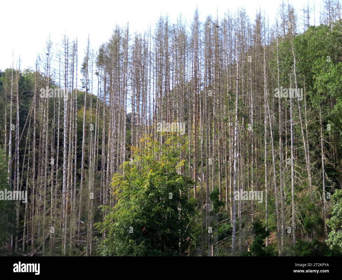 Blick auf einen großflaechigen Befall von Fichten durch den Borkenkaefer, was die Fichten letztlich nicht ueberlebt haben. Totholz gegen Gruenholz - welch ein Kontrast *** View of a large-scale infestation of spruces by the bark beetle, which the spruces ultimately did not survive deadwood against greenwood what a contrast Stock Photo