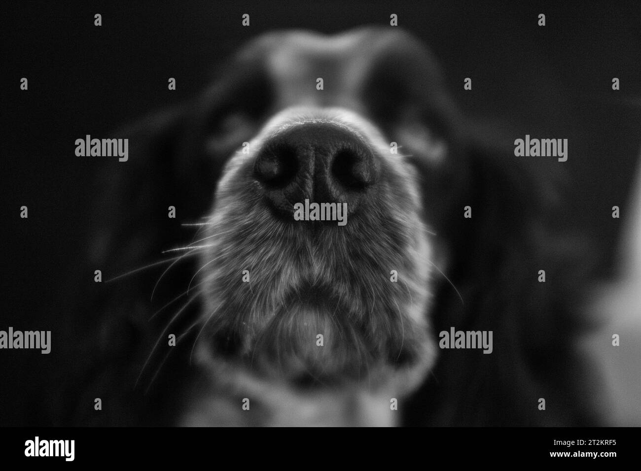 Close up photograph dog of a black and white cocker spaniel dog focusing on his nose Stock Photo