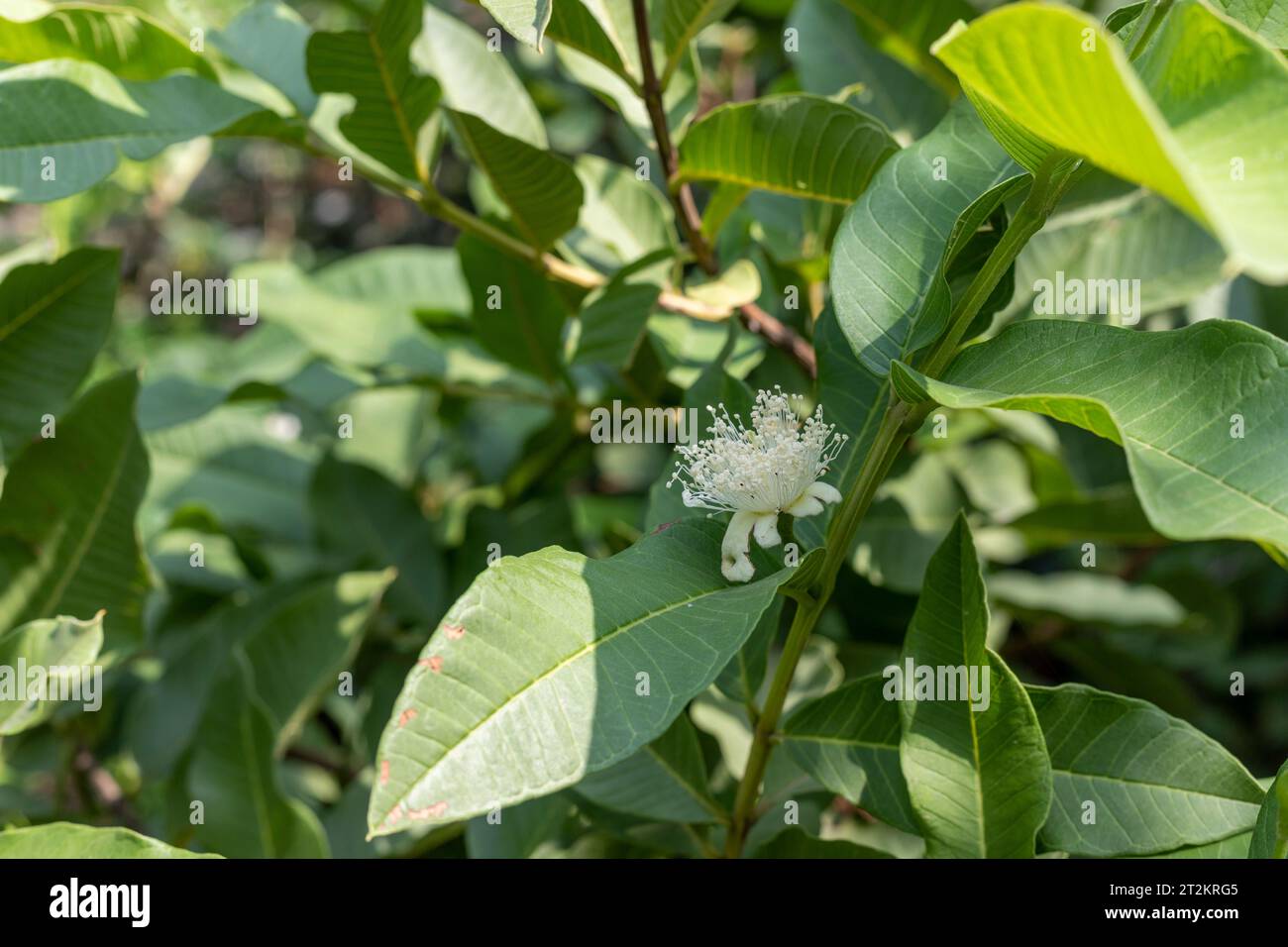 Blooming guava's flower closeup view Stock Photo Alamy