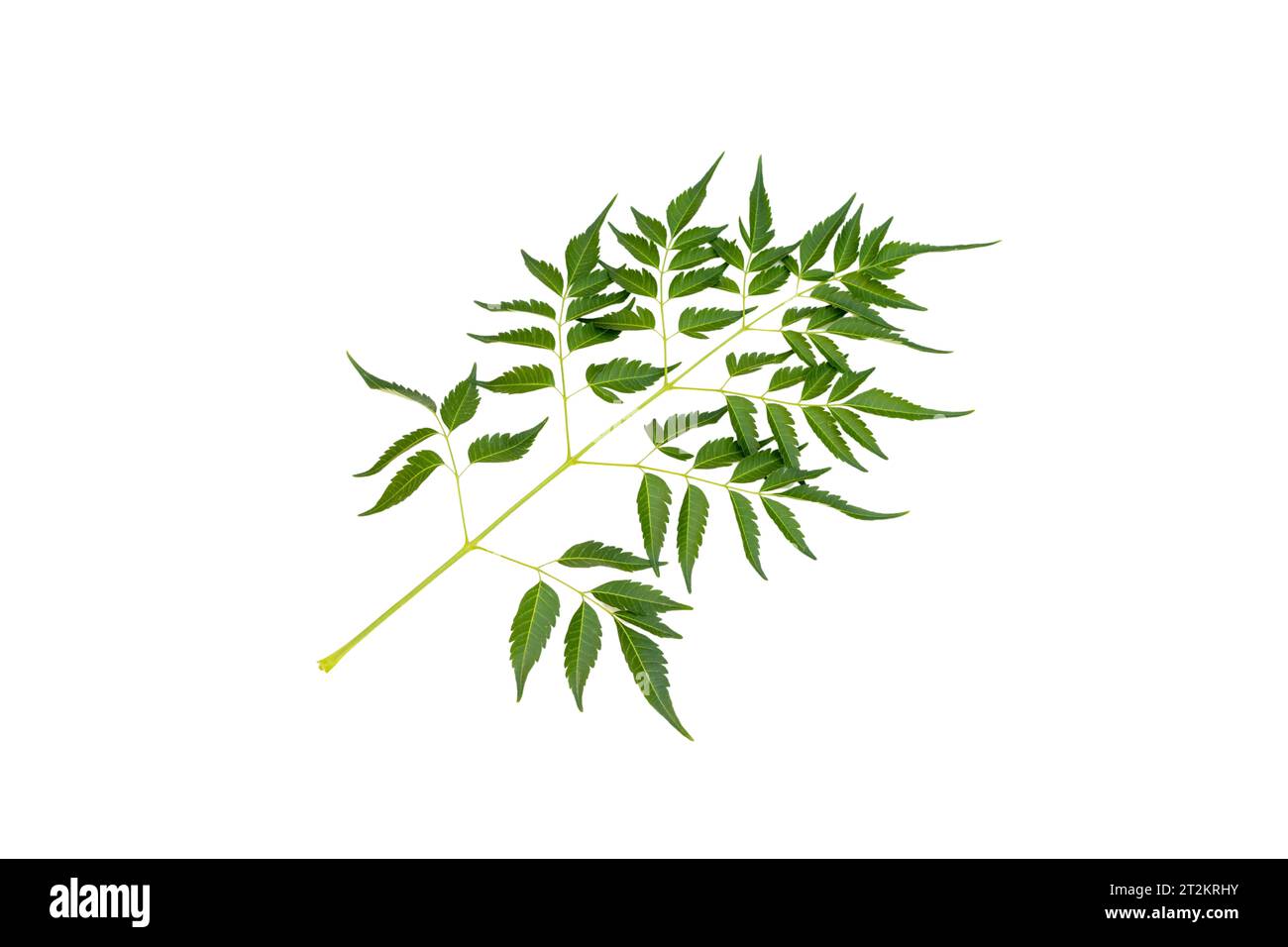 Melia azedarach chinaberry tree leaf isolated on white background Stock Photo