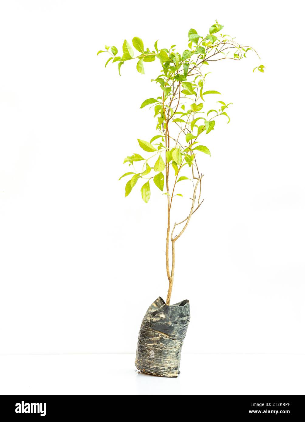 Henna mehandi plant sapling isolated on white background Stock Photo