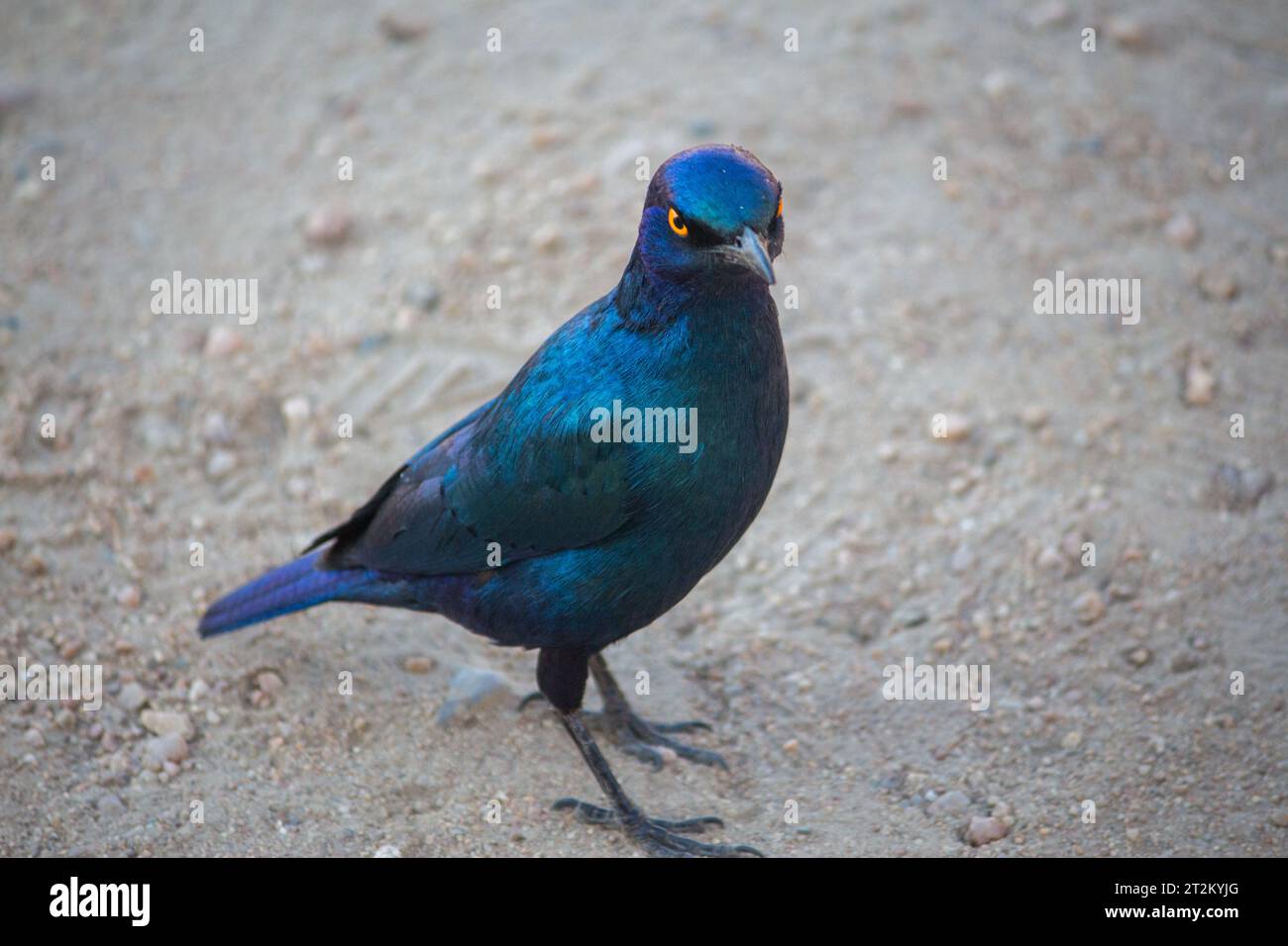 A glossy-starling standing on the ground at Kruger National Park, South Africa Stock Photo