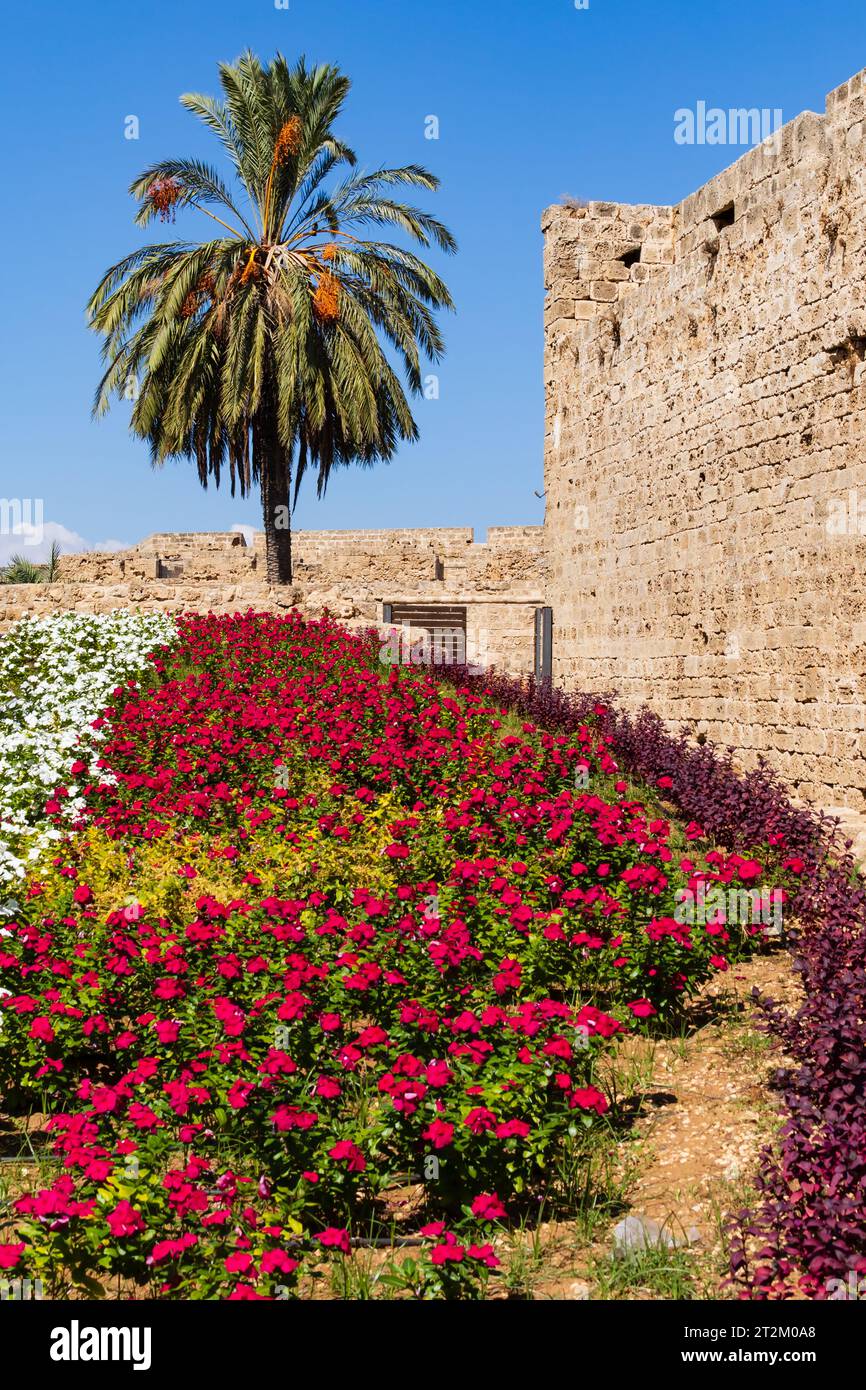 Floower bed inside the city walls, with date palm tree. Famagusta