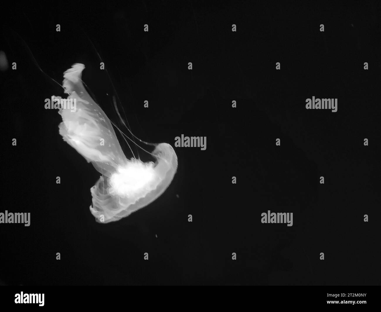 Blue jellyfish macro view background, marine photography, sea nature