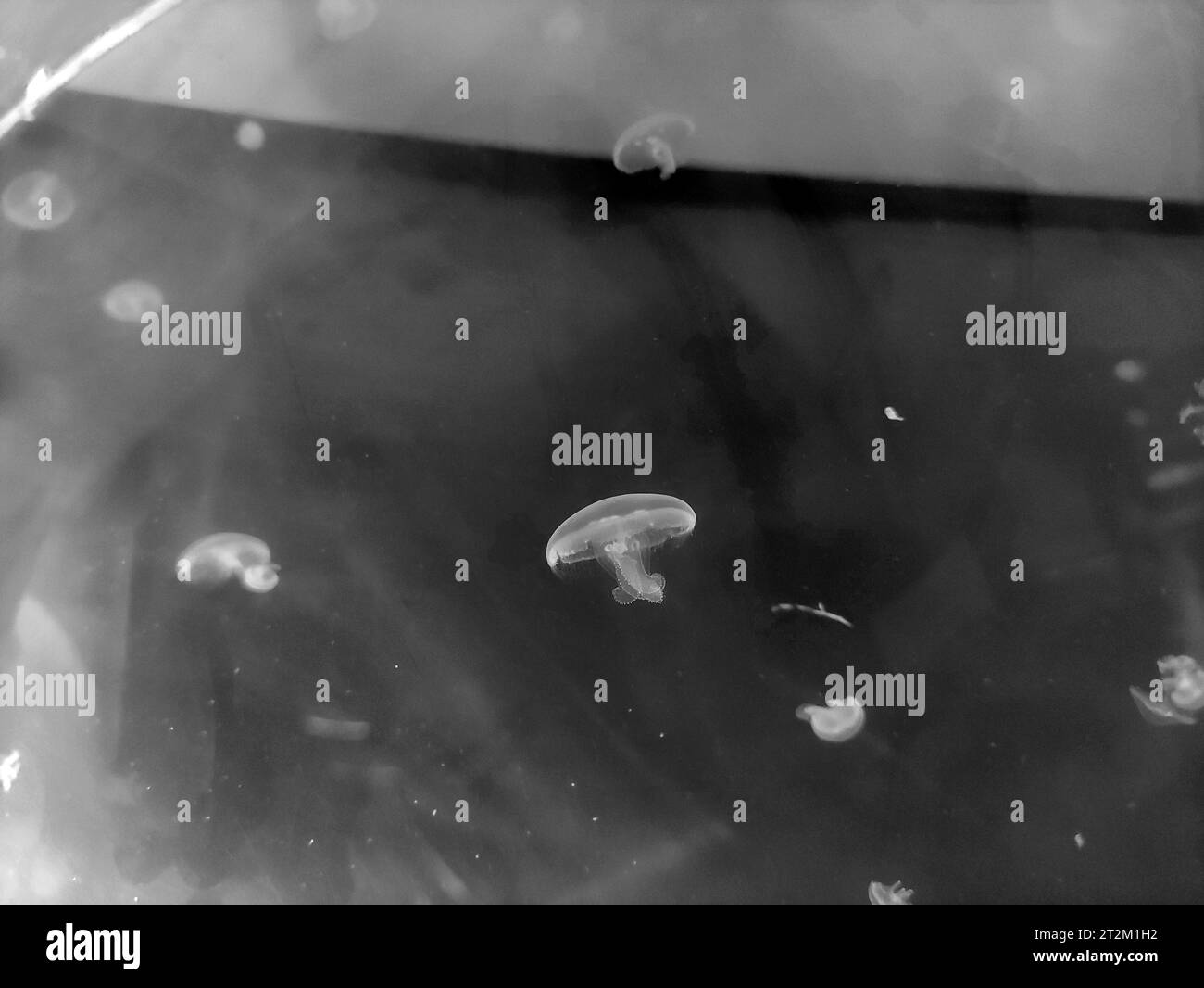 Blue transparent jellyfish macro view blurred background, marine