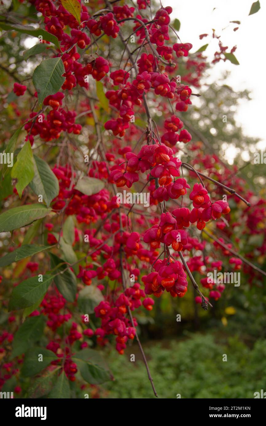 European spindle tree (Euonymus europaeus), Schwaebisch Hall, Kochertal, Hohenlohe, Heilbronn-Franken, Baden-Wuerttemberg, Germany Stock Photo