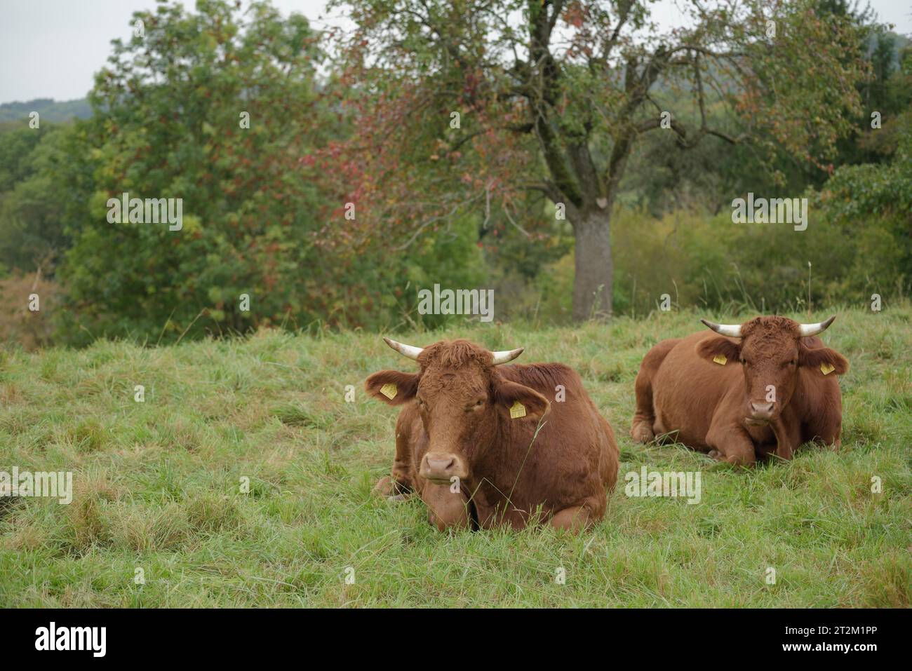 Limpurg cattle grazing in a meadow opposite Comburg Castle, farm animal ...