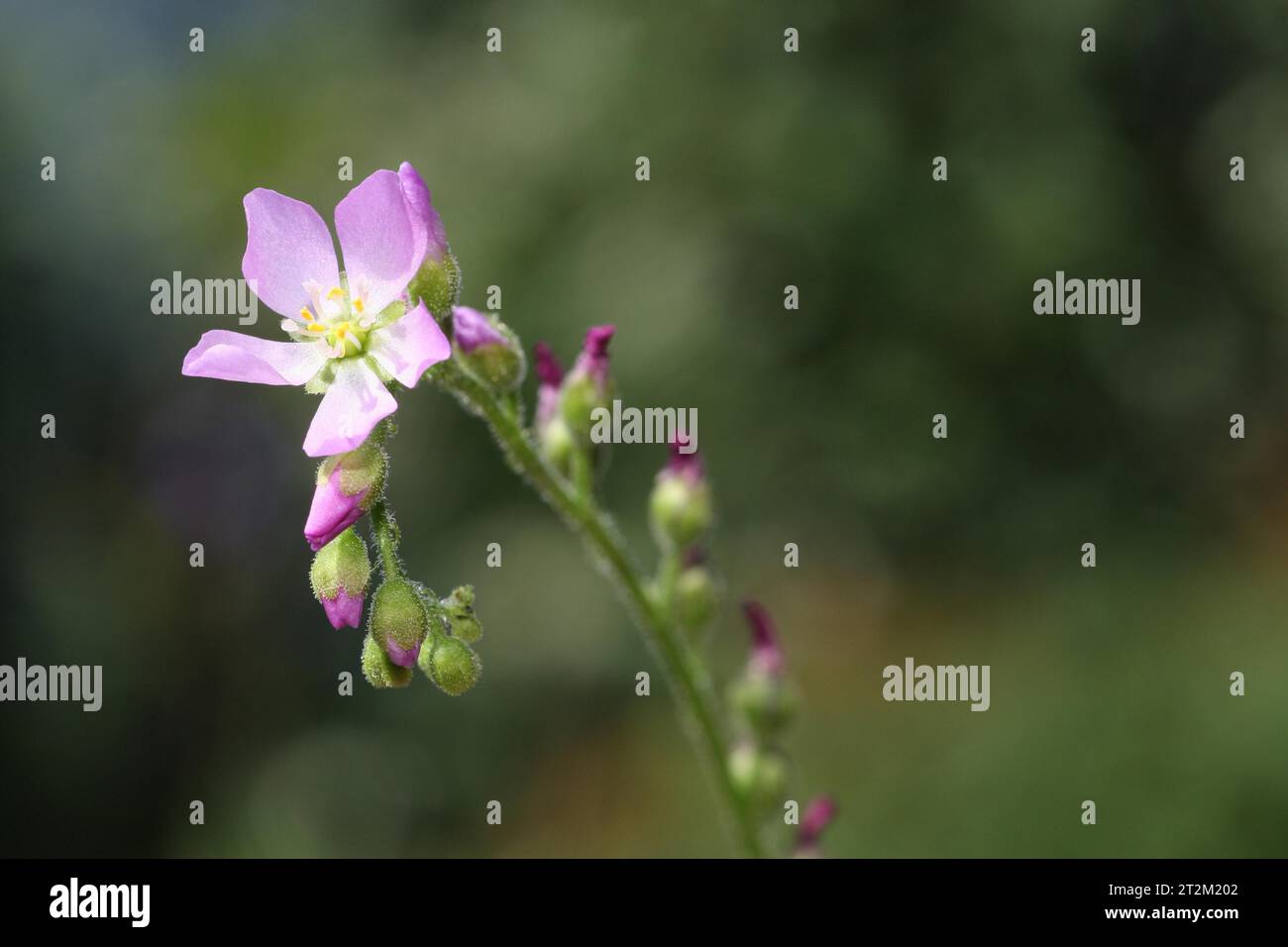 Venus flytrap (Dionaea muscipula) open and closed flowers, ornamental