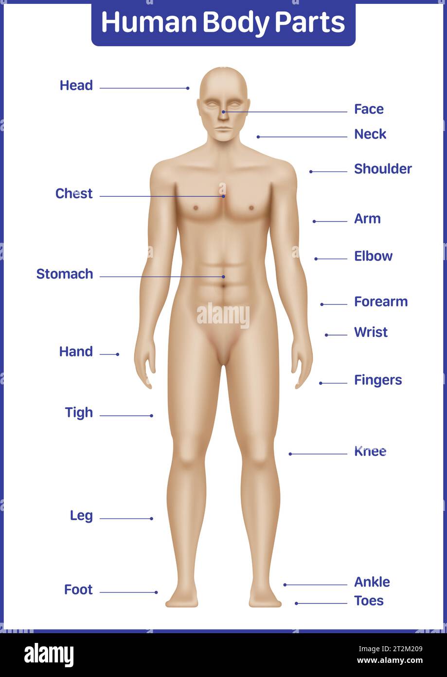 Human body parts medical diagram with male model, anatomical vector poster. Stock Vector