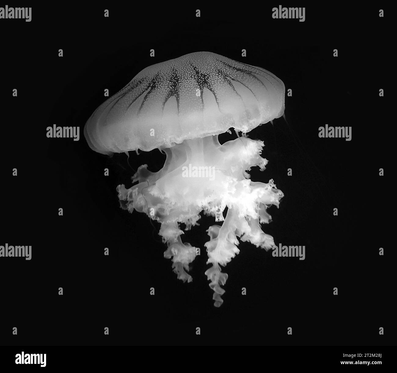 Beautiful blue jellyfish macro view isolated over blue water background