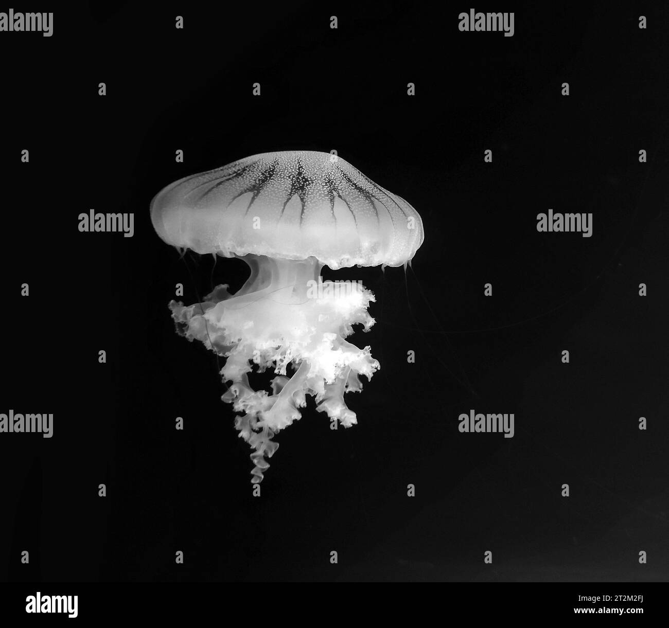 Beautiful blue jellyfish macro view isolated over blue water background