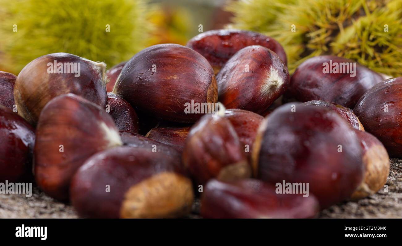 Close up of chestnuts with spiky cases in the background Stock Photo