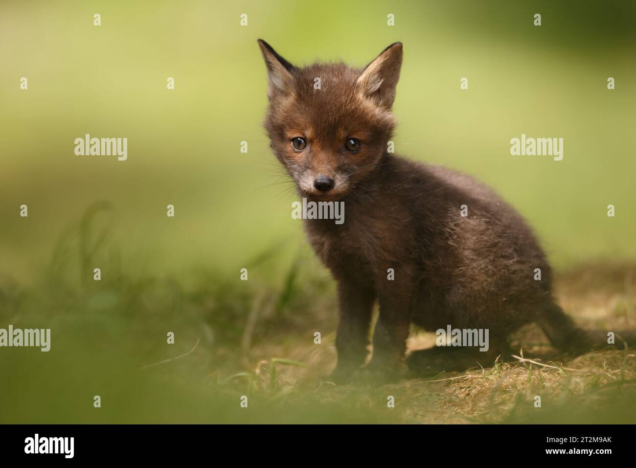 Young fox cub Stock Photo