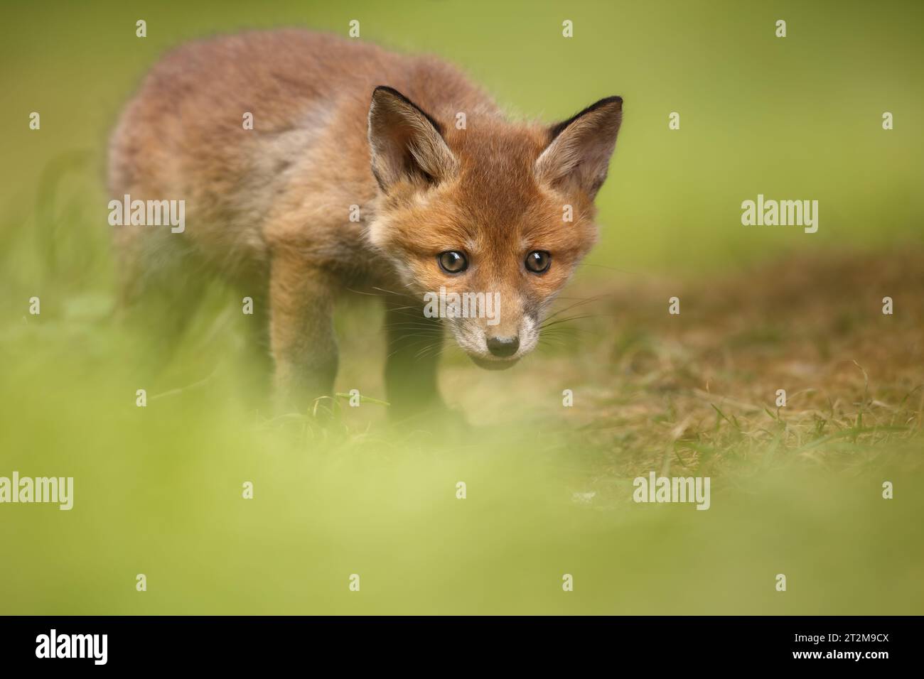 Young fox cub Stock Photo