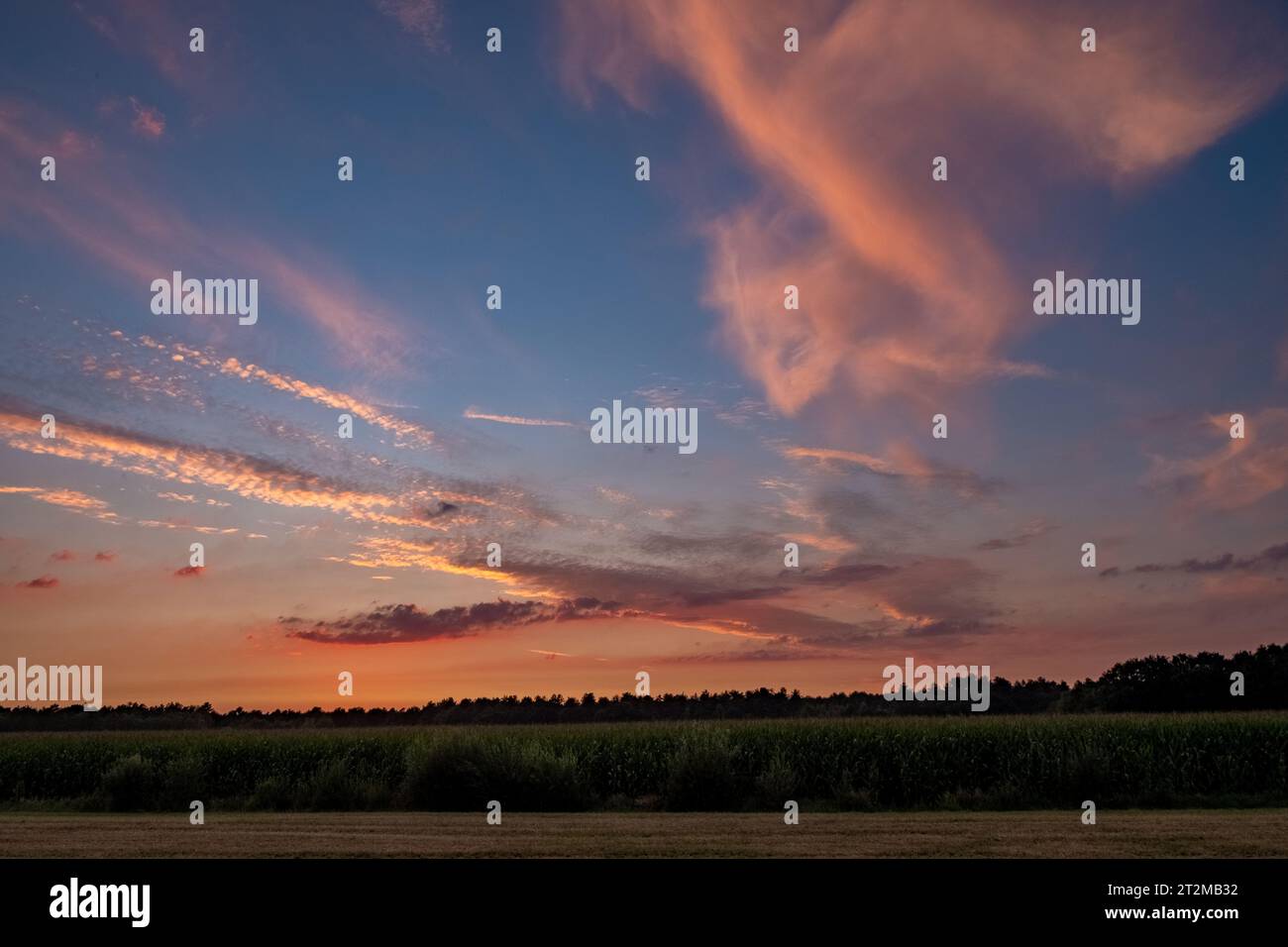 Colorful clouds in summer evening sky. Bright and pink clouds in sky ...