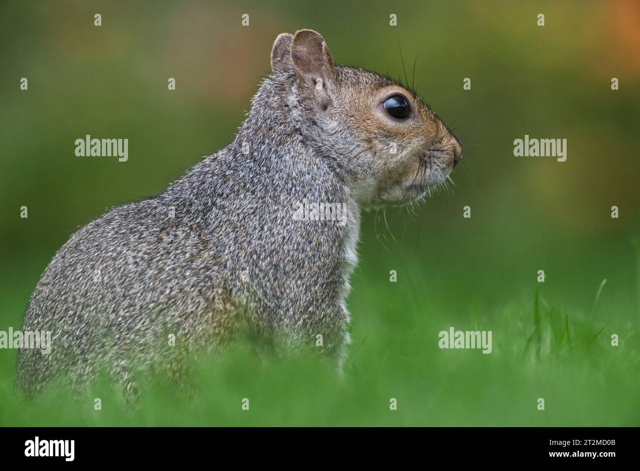 Grey Squirrel Stock Photo