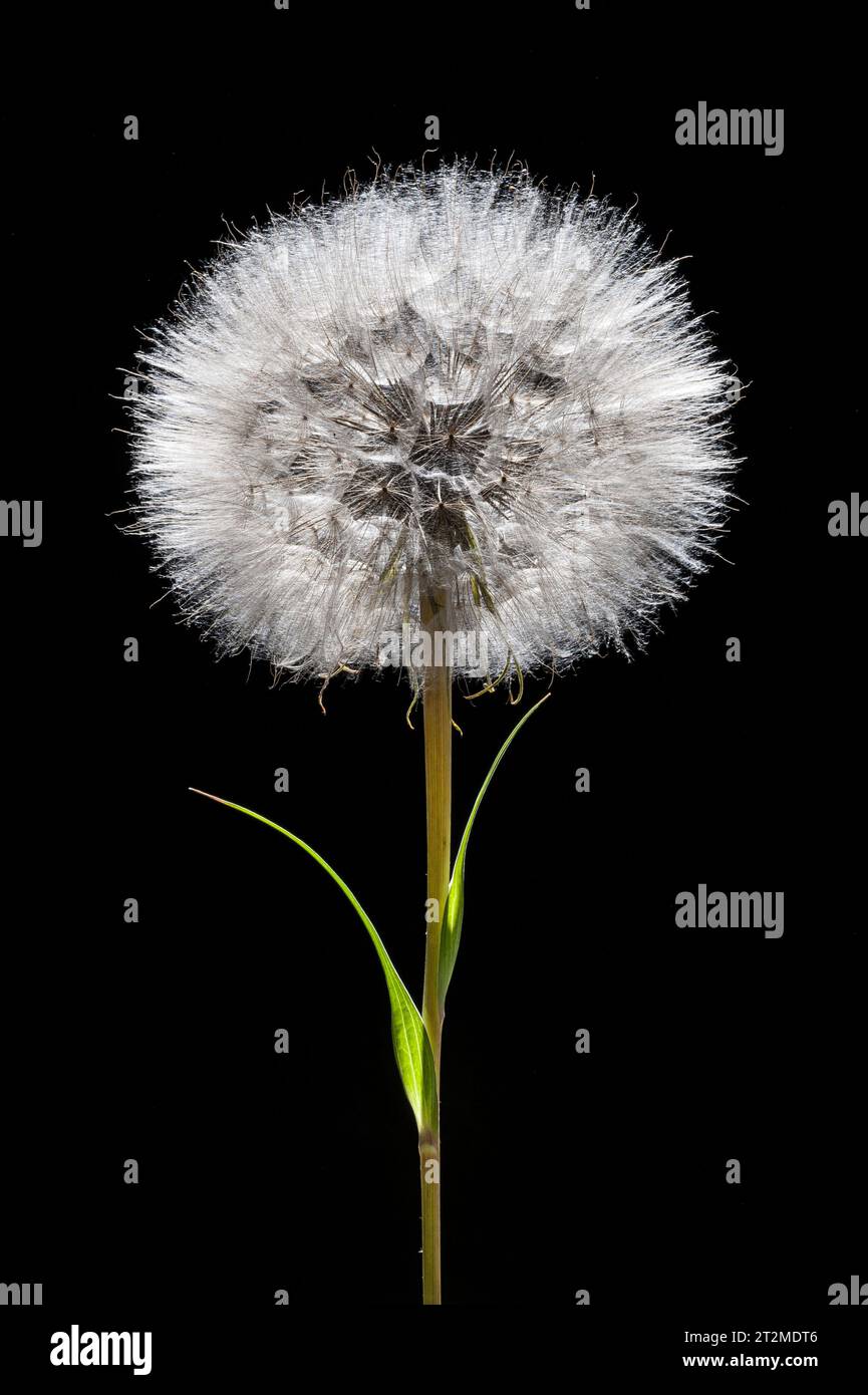 A seedhead of Tragopogon pratensis (common names are goatsbeard, Jack-go-to-bed-at-noon, meadow salsify), a common wildflower in Europe and the USA Stock Photo