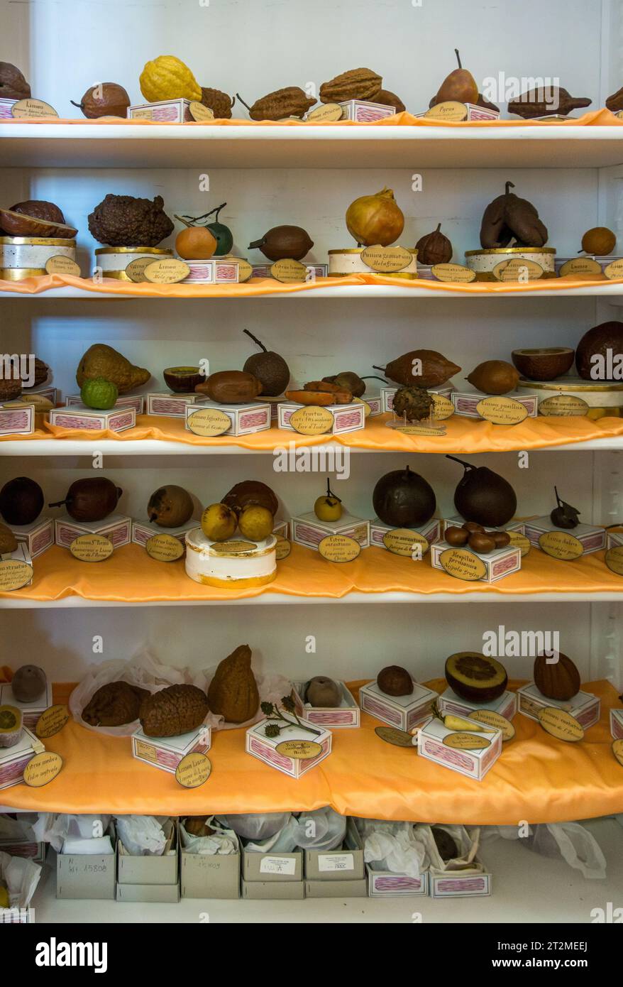 Florence, Italy. 19c wax models of different types of citrus fruit on