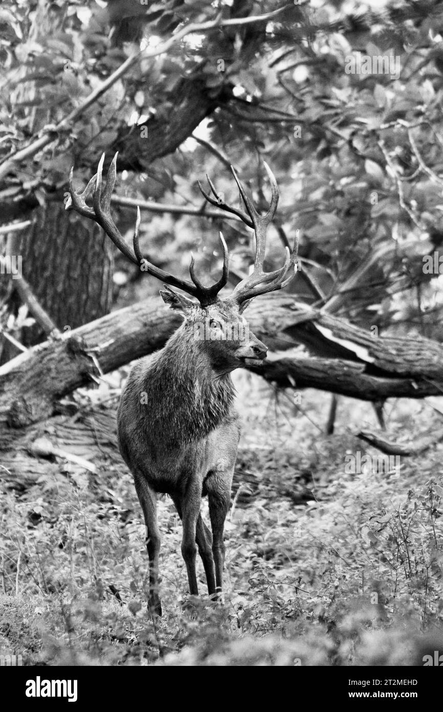 Red Deer Stag Stock Photo