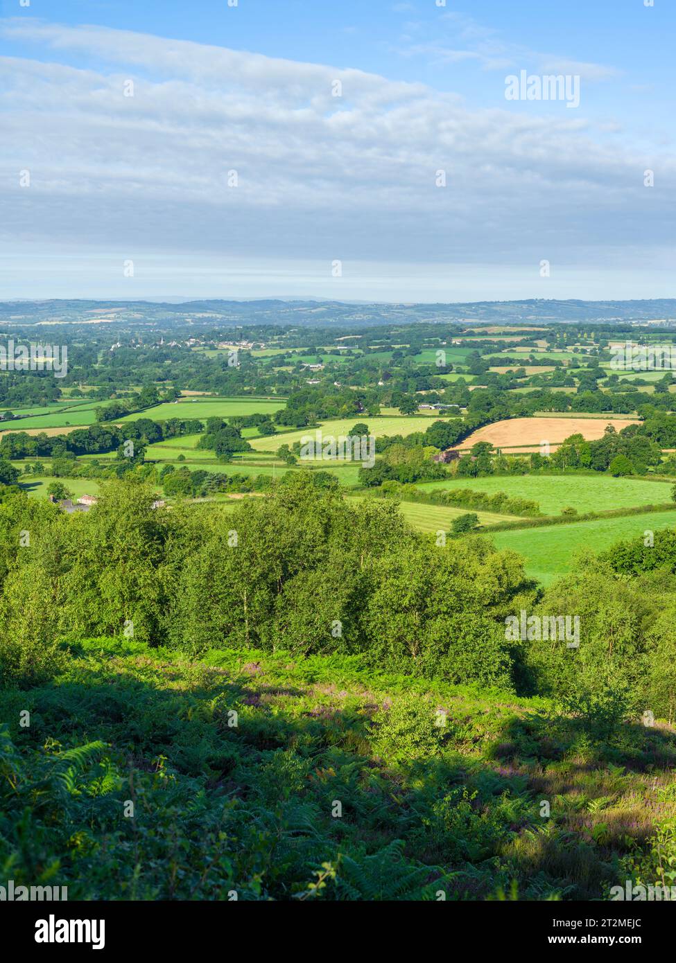 A summer view southwest over the Devon countryside from Black Down Common in the Blackdown Hills, England. Stock Photo