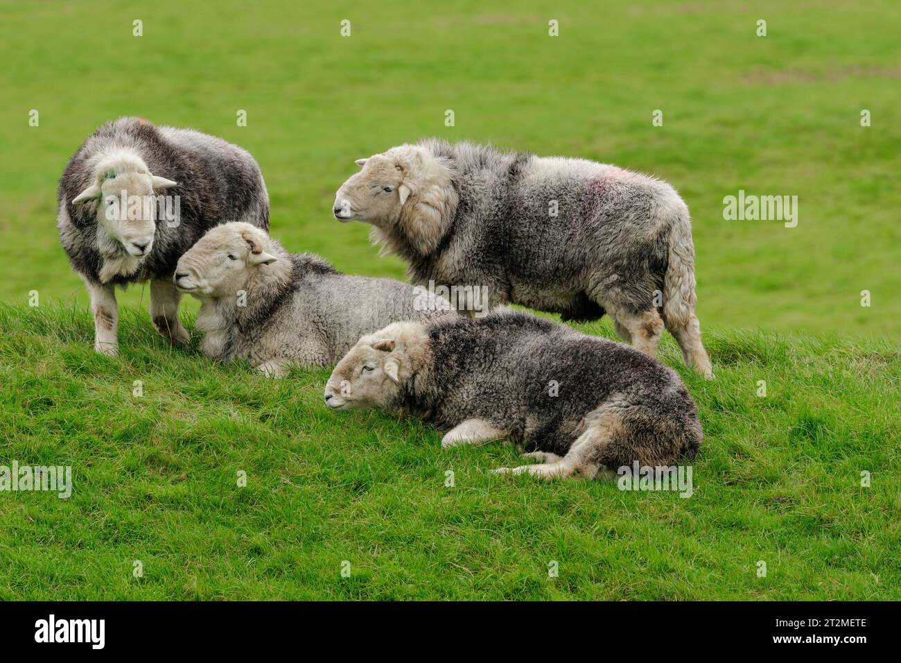 A flock of four fine, dehorned Herdwick rams in Autumn, Lake District, UK, grouped together in a field. Herdwick sheep are a breed native to Cumbria. Stock Photo