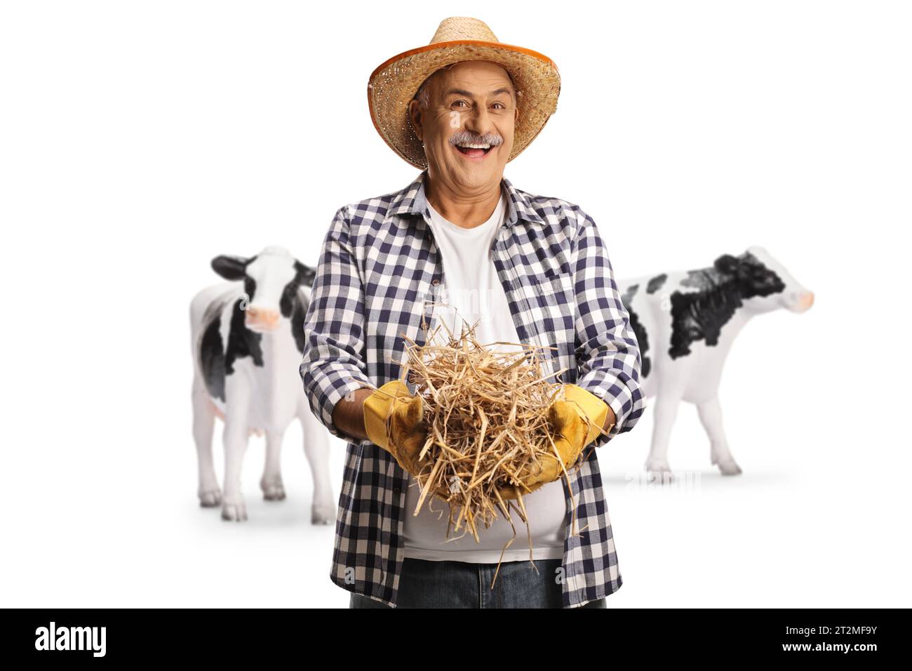 Happy mature farmer with cows holding a stack of hay isolated on white background Stock Photo