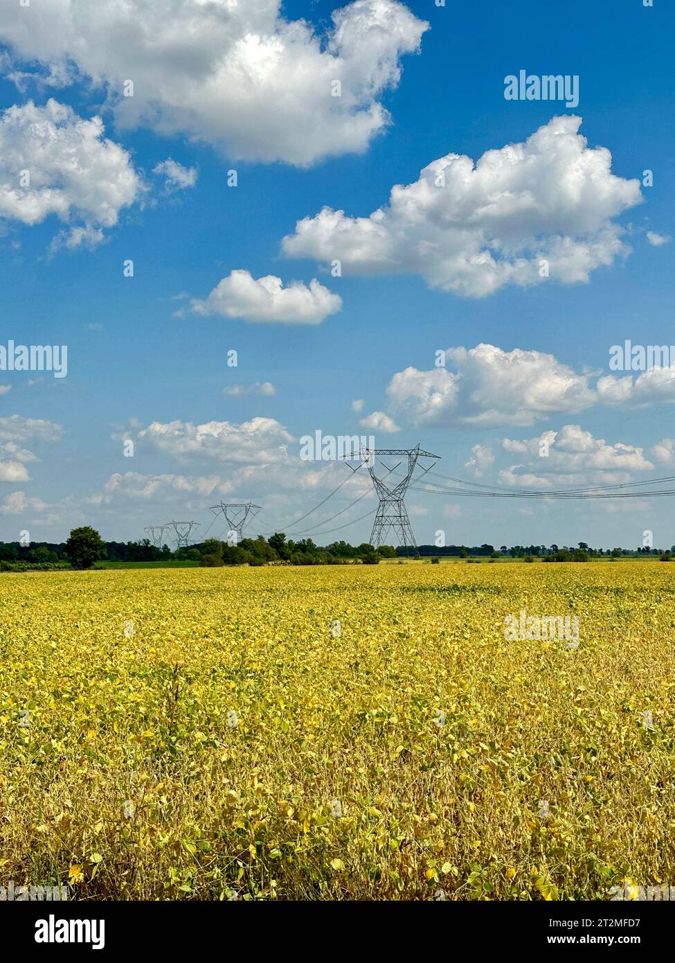 Agricultural field with power lines against blue sky with clouds Stock ...