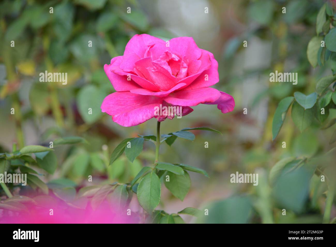 Rose Elegance Red Rose Romance Classic Rose Beauty Blooming Love Scarlet Splendor Passionate Petals Love's Emblem Timeless Symbol Fragrant Blossoms Stock Photo