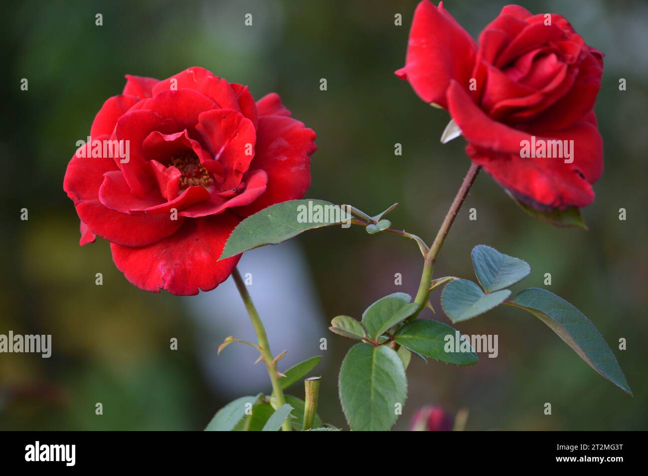 Rose Elegance Red Rose Romance Classic Rose Beauty Blooming Love Scarlet Splendor Passionate Petals Love's Emblem Timeless Symbol Fragrant Blossoms Stock Photo