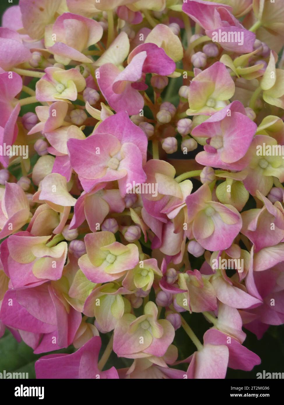 Fiori con polline hi-res stock photography and images - Alamy