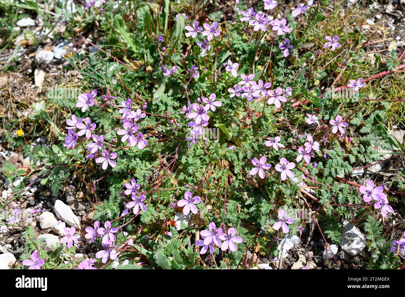 Erodium primulaceum is an annual herb native to Iberian Peninsula and Morocco. This photo was taken in Sierra de Ronda, Málaga, Andalusia, Spain. Stock Photo