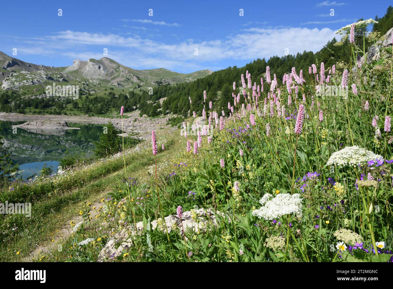 Spring Alpine Flowers, incl Purple Common Bistort, Bistorta officinalis, on Shores of Lake Allos Mercantour National Park French Alps France Stock Photo