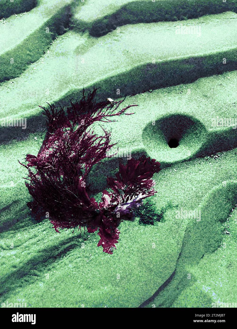 Concept art, red seaweed (Ceramium virgatum) on green beach, illustrating the saying 'red and green should never be seen' referring to ship's lights. Stock Photo