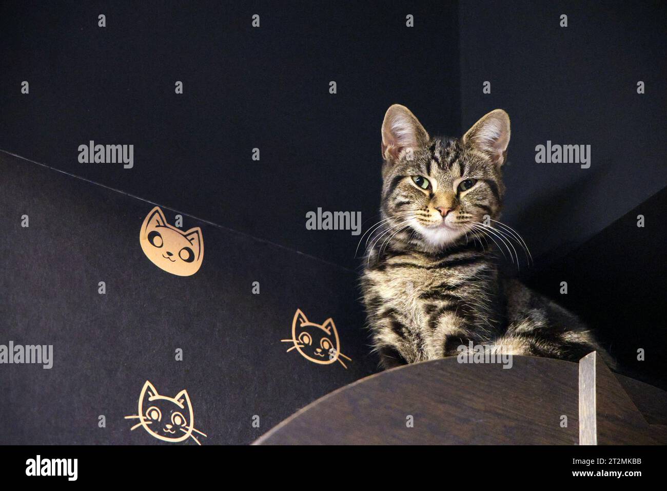 Meow meow cat cafe hi-res stock photography and images - Alamy