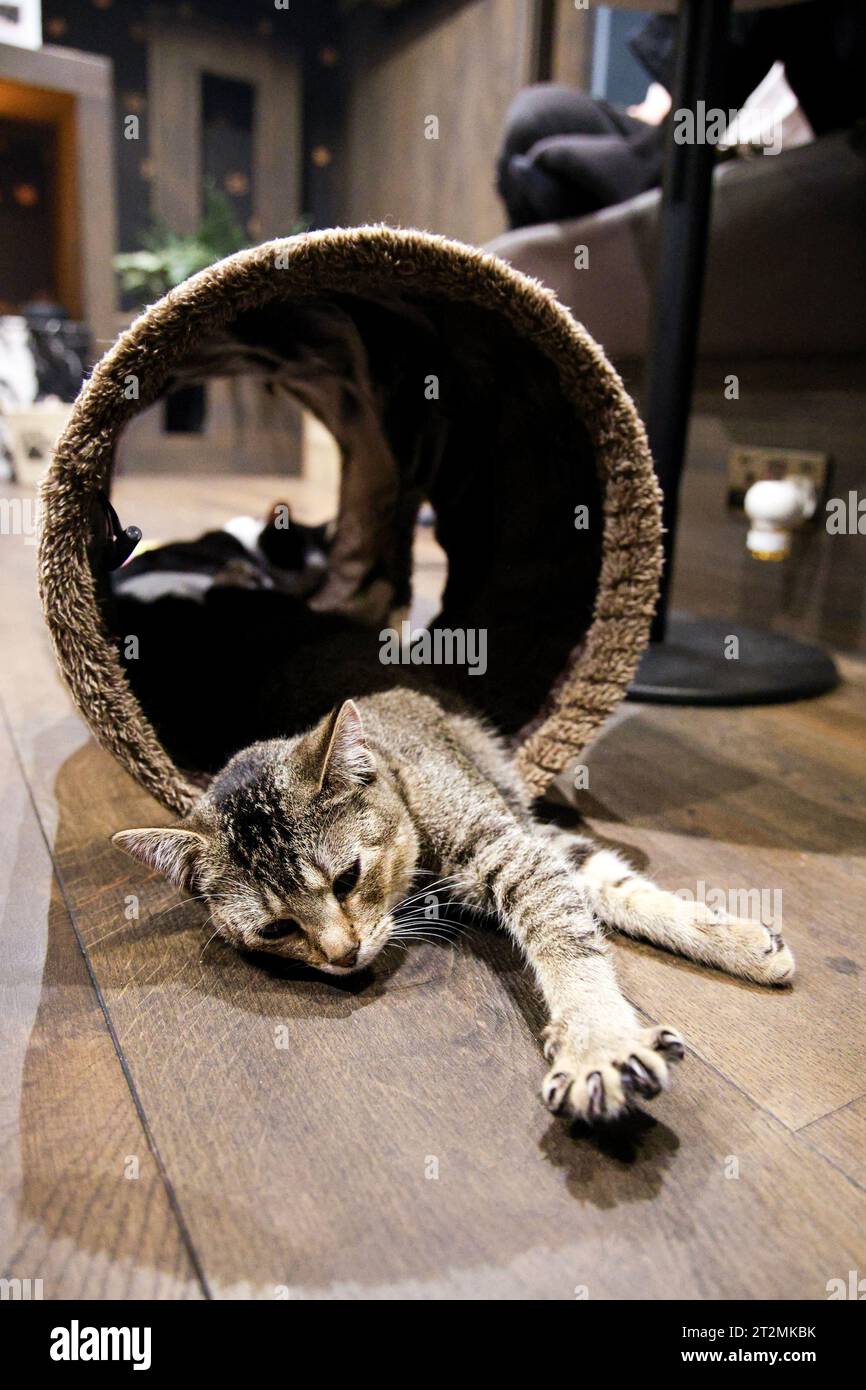 Cat at Java Whiskers Kitten Lounge in Marylebone, London, England Stock Photo