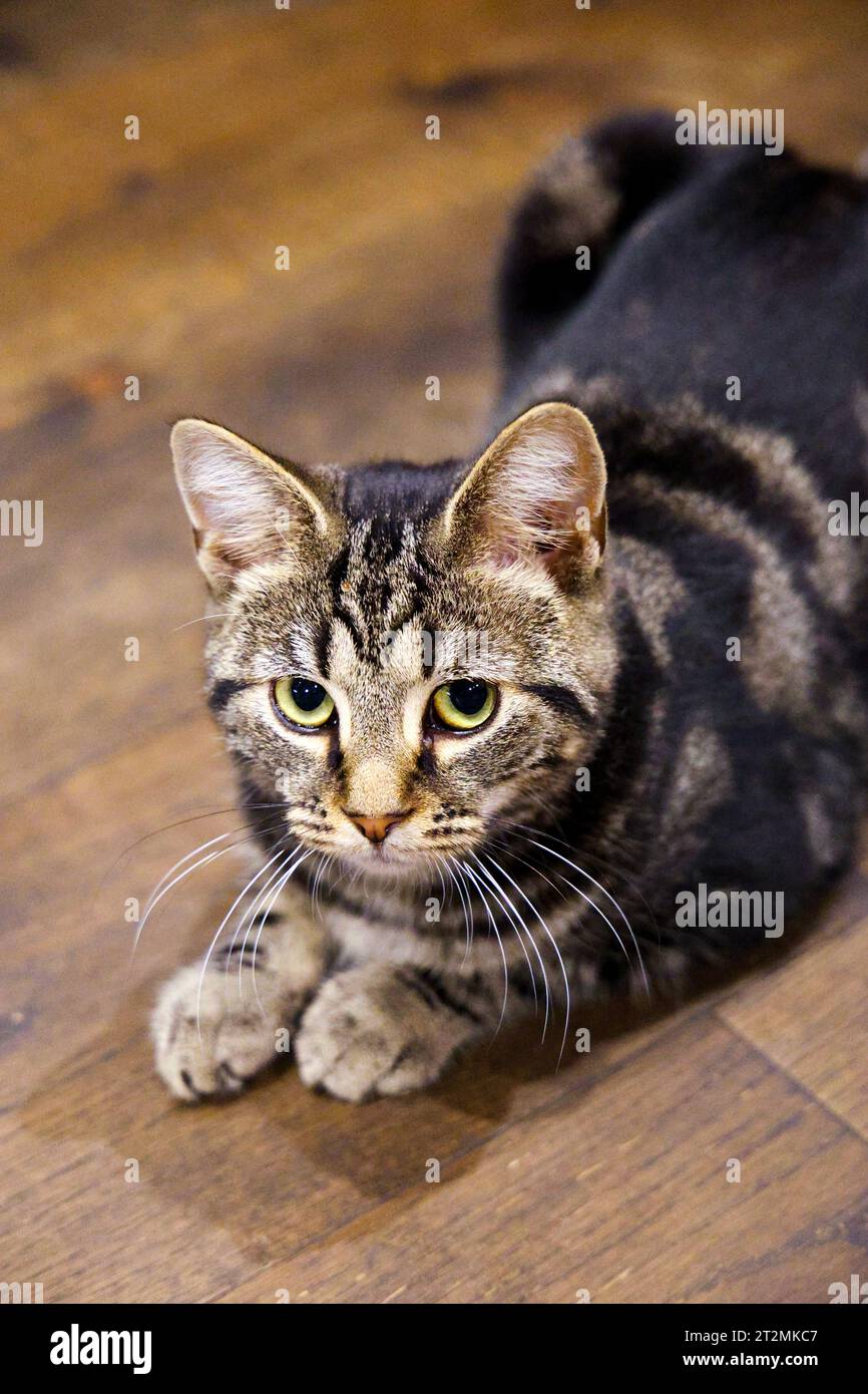 Cat at Java Whiskers Kitten Lounge in Marylebone, London, England Stock Photo