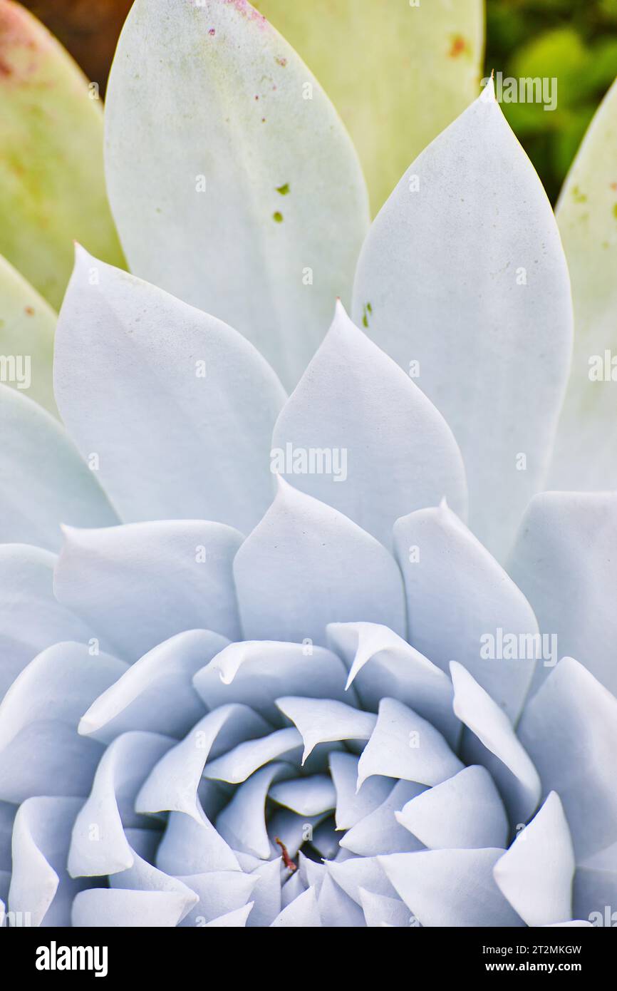 Close up of pointy white petals of flowering succulent Stock Photo
