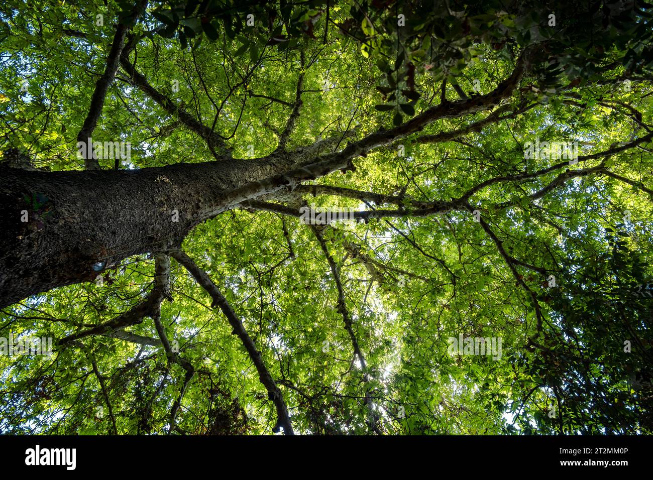Looking up to an old tree at Tel Dan nature preserve in northern Israel. Nature background. Stock Photo