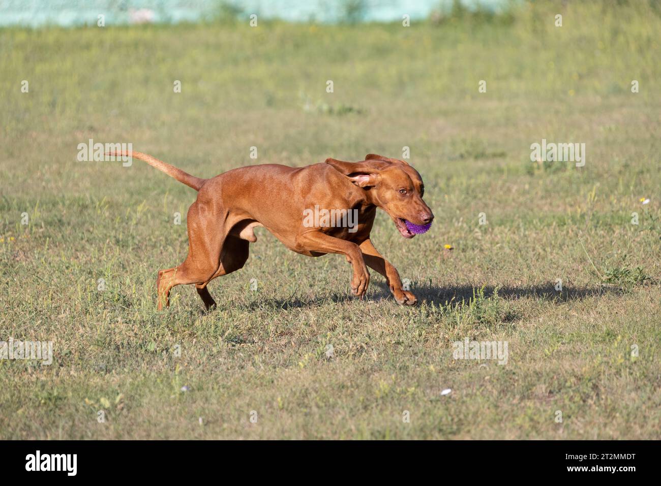 Rust creek vizslas 2025