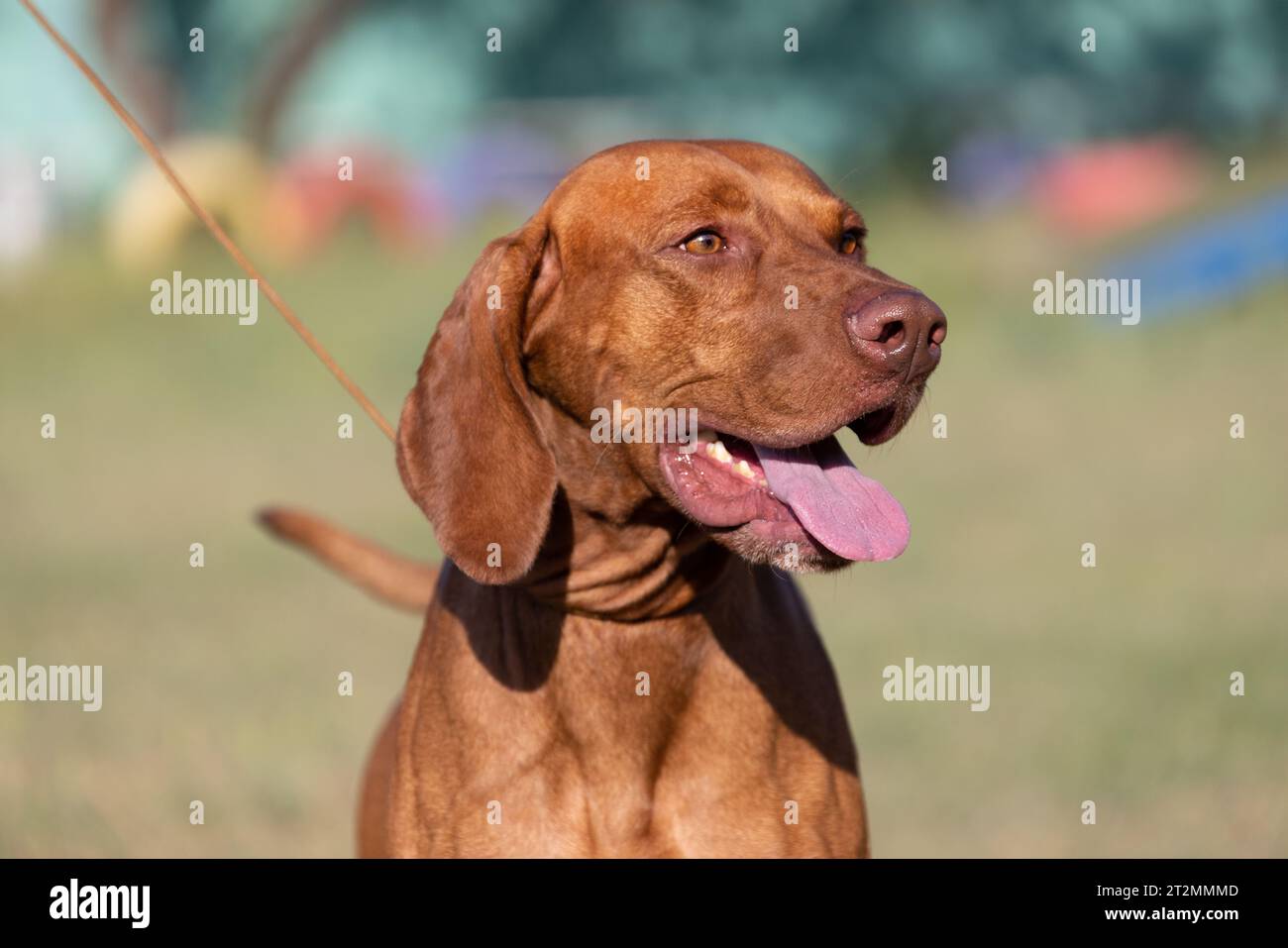Portrait of a purebred Hungarian Vizsla dog in nature. Beautiful Magyar ...