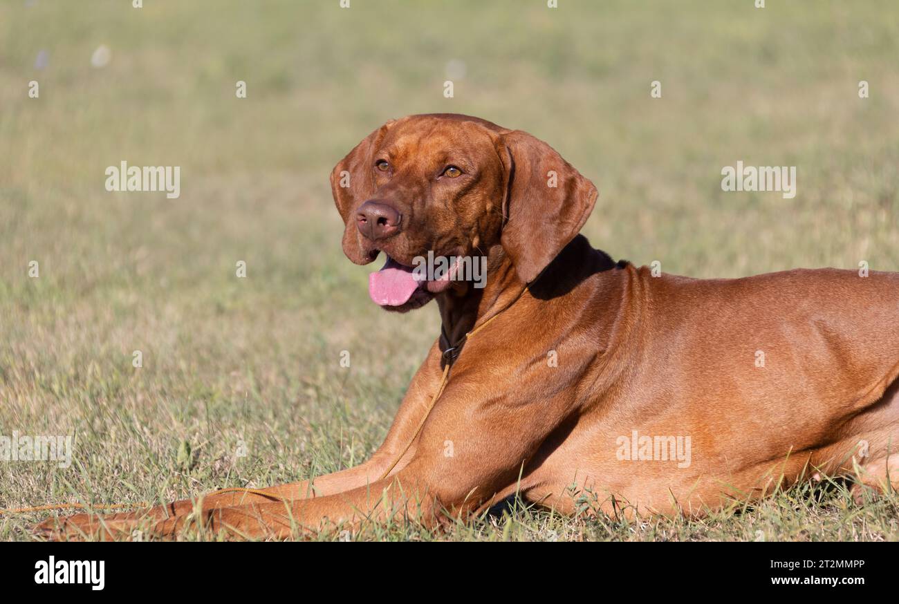 Portrait of a purebred Hungarian Vizsla dog in nature. Beautiful Magyar ...
